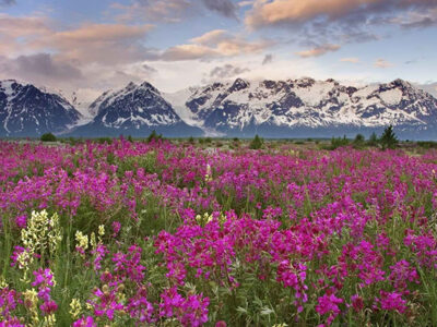 Valley of Flowers trek
