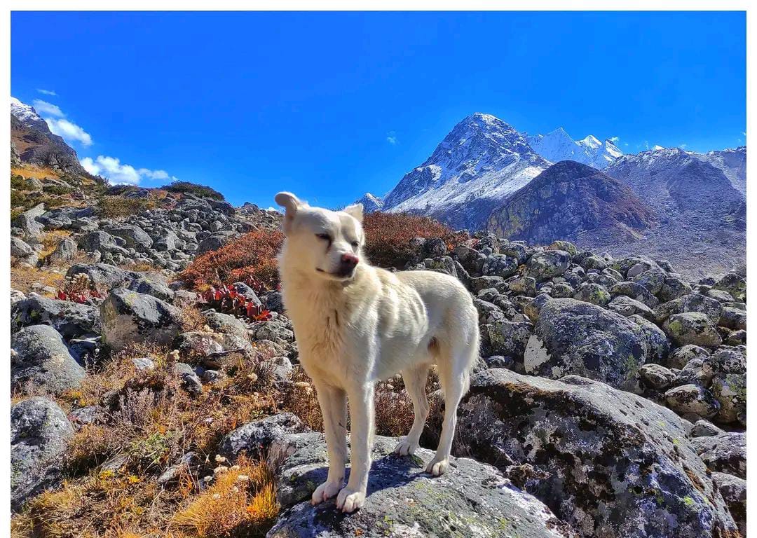 bagini glacier trek